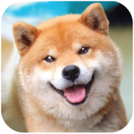 AkitaDogSimulator(秋田犬模拟器)