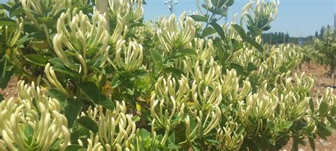 揭秘高效金银花栽培技术，轻松打造丰收花园 2