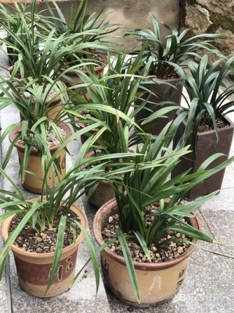 兰花种植指南 2