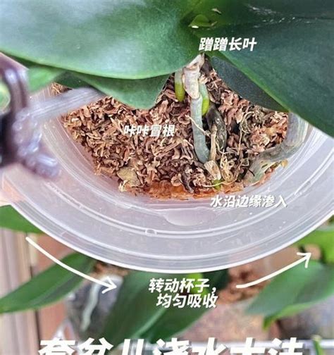 蝴蝶兰花该怎么正确浇水？ 3