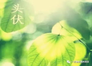 揭秘：伏天究竟包含多少天？ 1