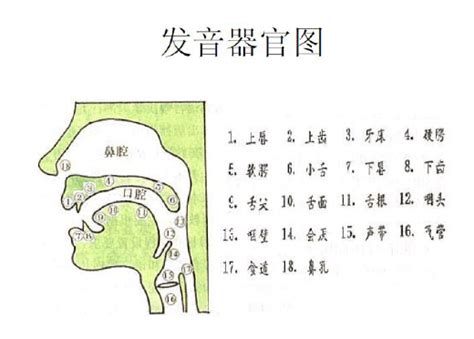 细致解析：vine与wine的发音口型、舌位及声带振动差异 3