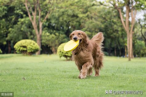 金毛犬全面训练指南：打造完美伴侣犬 3