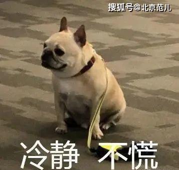 掌握技巧：轻松引导狗狗愉快进食 1