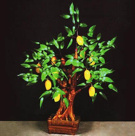 如何种植芒果盆栽 3