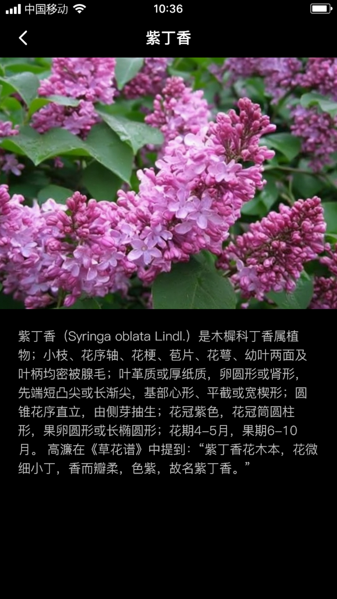 丁香花瓣 截图4