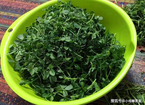苜蓿的美味家常食谱大揭秘 3