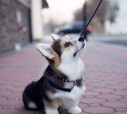 打造乖乖犬：专业狗狗训练指南 1