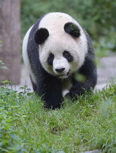 全面详解大熊猫：珍贵资料与生态趣闻 1