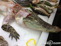 解锁鳄鱼肉的美味吃法！ 1