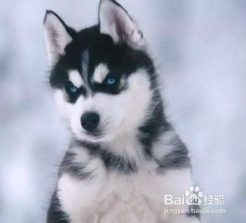 哈士奇饲养全攻略 1