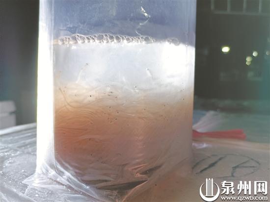 鳗鱼苗为何被称作软黄金？ 3