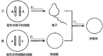 揭秘基因世界：相同基因与等位基因的区别何在？ 2