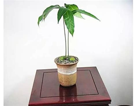 如何种植芒果盆栽 1
