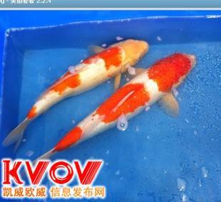 鉴别白写锦鲤与白别光锦鲤的方法 1