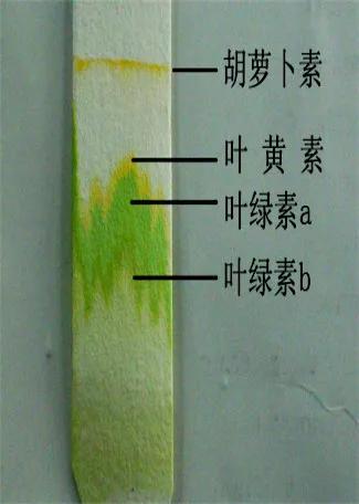 揭秘：绿叶色素提取与分离的详细步骤及背后的科学原理 1