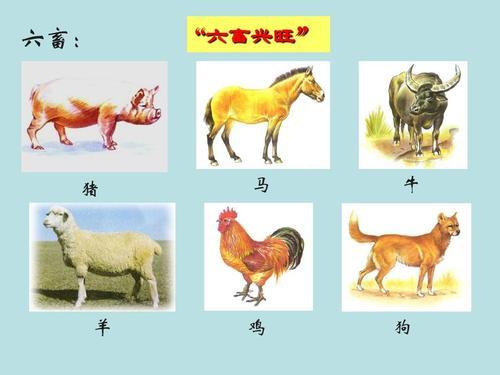 揭秘古代农耕文化精髓：'六畜'究竟是哪六位牲畜大咖？ 1
