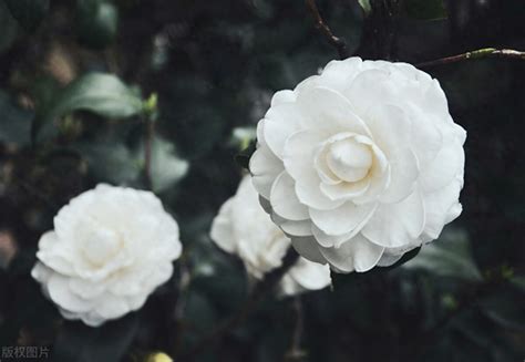 白山茶：揭秘其浪漫花语与深刻寓意 3