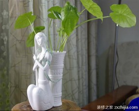处理滴水观音烂根的有效方法 2