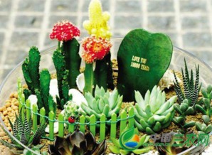 多肉灯泡植物养殖指南 3