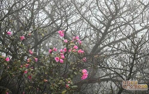 雾里看花：深层寓意解析 1