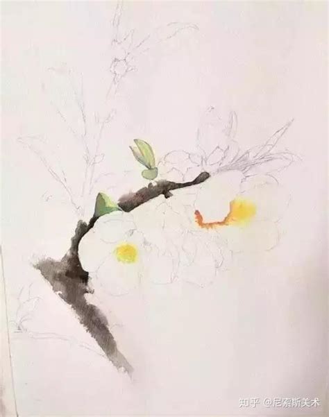 怎样生动描写梨花的外貌特征？ 1
