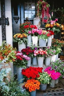 花店购花指南：轻松挑选心仪花卉 4