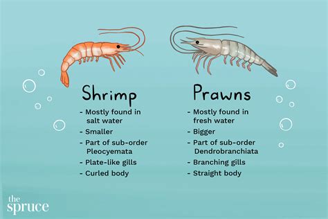 详尽解析：Shrimp与Prawn之间的关键区别 3