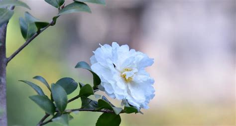 白山茶：揭秘其浪漫花语与深刻寓意 5