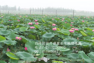 轻松学会：家庭种植荷花的实用指南 2
