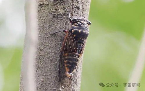 揭秘！知了独特的叫声是怎样的，带你聆听夏日的旋律 2