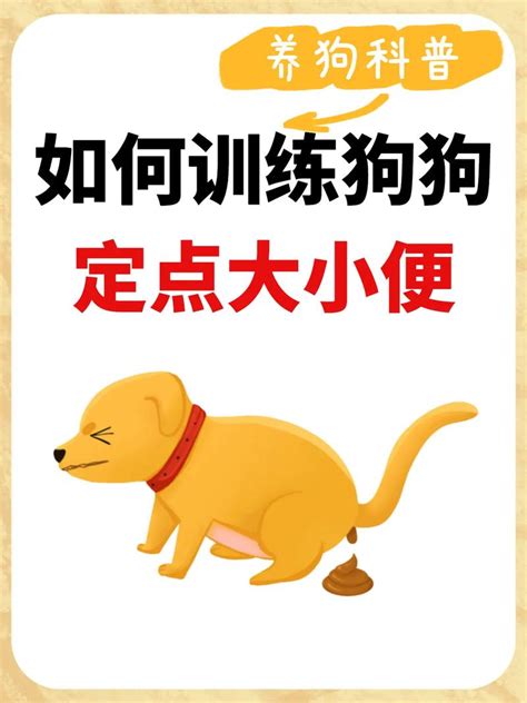 如何训练狗狗定点排便与排尿 3
