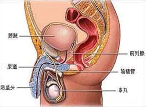 男性生殖器官正常尺寸范围是多少 1