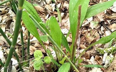 揭秘：柴胡的高效种植方法与技巧 3