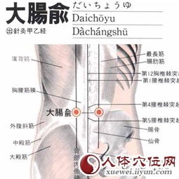 飞扬穴位精准位置图及其功效解析 1