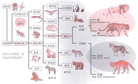 动物分类的定义与详解 3