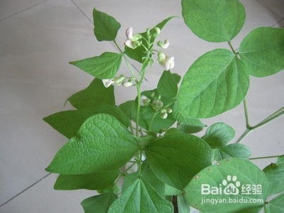魔豆应该怎么种植？ 2