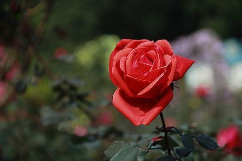 5朵玫瑰花的深刻寓意是什么？ 1