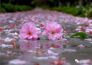 花的正确笔顺教学 2