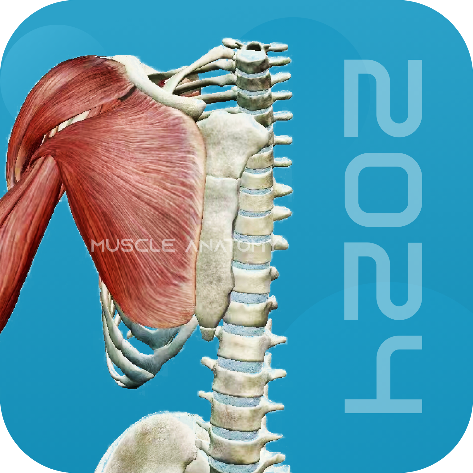 3D肌肉解剖免费版
