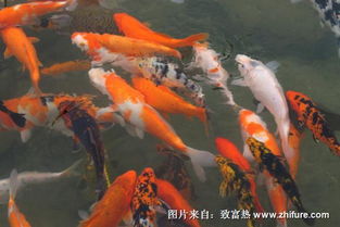 揭秘：高效养殖锦鲤鱼的绝妙技巧！ 1