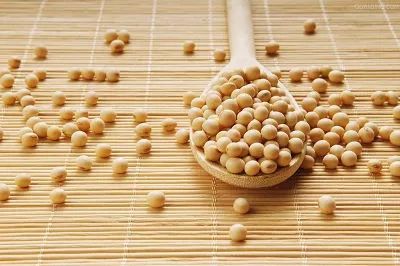 我国大豆在古代被称为什么？ 2