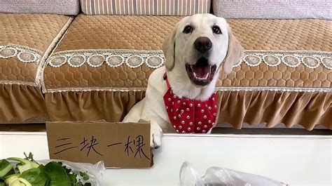 拉布拉多犬日常趣事大盘点：你最想看的瞬间是哪一个？ 2