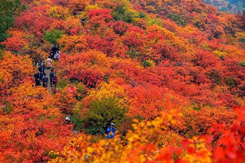 何时去北京香山赏红叶最佳？绝美红叶观赏期揭秘 3