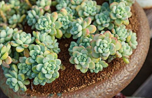 多肉灯泡植物养殖指南 2