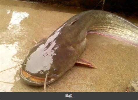塘角鱼与鲶鱼：一文读懂两者大不同 4