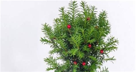 红豆杉的种植与养护指南 3