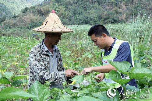 揭秘桑叶真面目！高清图片带你一窥其独特形态 4