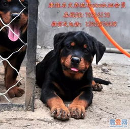 寻觅纯种德系罗威纳防暴犬：专业指南与购买秘籍 1