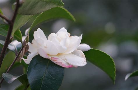 白山茶：揭秘其浪漫花语与深刻寓意 1